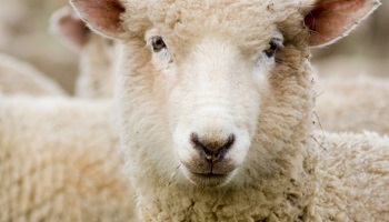 Êtes-vous pour l'interdiction de la mise à mort des animaux d'élevage sans étourdissement ?