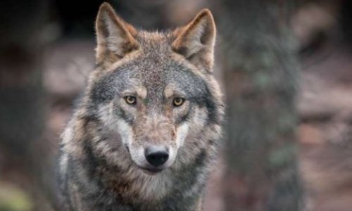 La majorité des contribuables demande l'arrêt des tirs létaux sur les loups, et vous ?