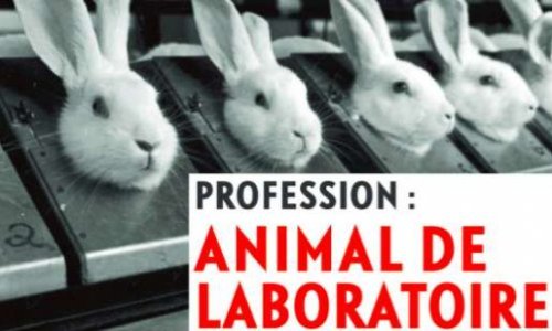 Êtes-vous favorable à l'expérimentation animale relative aux cosmétiques ?