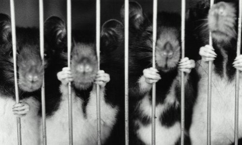 Doit-on stopper définitivement l'expérimentation animale ? Votre opinion.