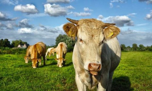 Manger de la viande est-il compatible avec le fait de sauver, protéger, libérer, soigner des animaux ?