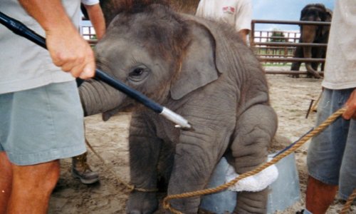 Pour ou contre l'utilisation des animaux dans les cirques ?