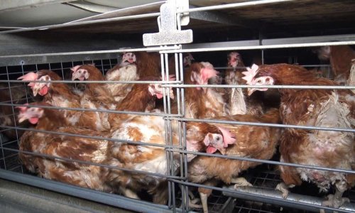 Alerte maltraitance : pour ou contre le boycott des oeufs de poules élevées en batterie ?