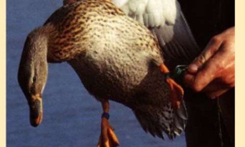 Connaissez-vous la chasse au canard, qui utilise des canards appelants ?