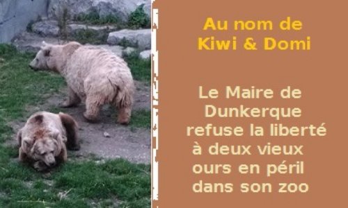 Que pensez-vous du maire de Dunkerque, qui refuse de rendre la liberté à Kiwi &amp; Domi, deux vieux ours en grande souffrance dans son zoo, les condamnant ainsi à l'agonie ?
