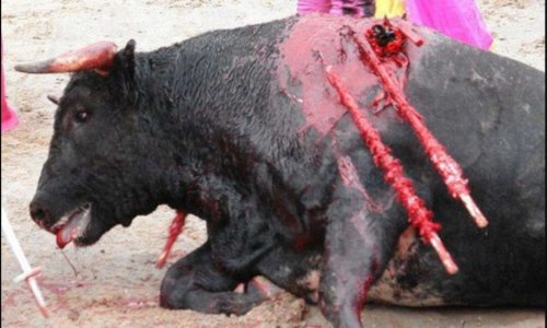 Êtes-vous pour l'interdiction légale immédiate des tortures infligées aux animaux lors des corridas ?