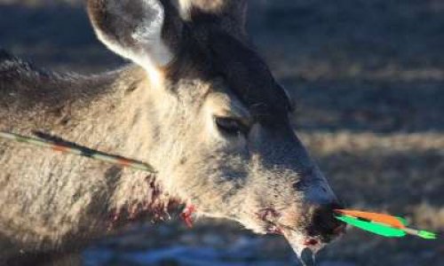 Êtes-vous favorable à l'interdiction de la chasse en France ?