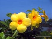 Selon vous l'homme descend t'il du singe?