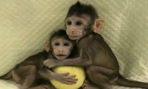 Êtes-vous pour ou contre le clonage?