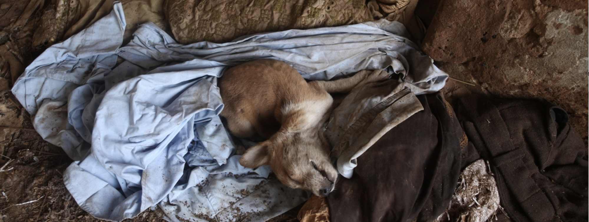 Contre le massacre des chiens errants au Maroc et en Tunisie !