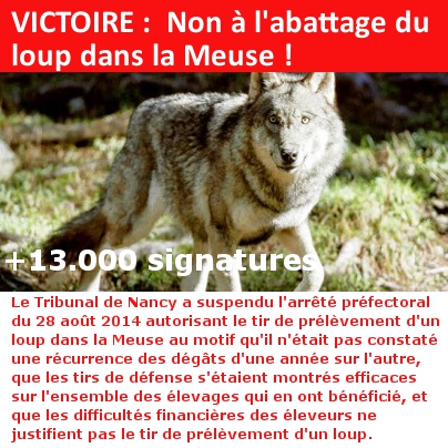 VICTOIRE :  Non à l'abattage du loup dans la Meuse !