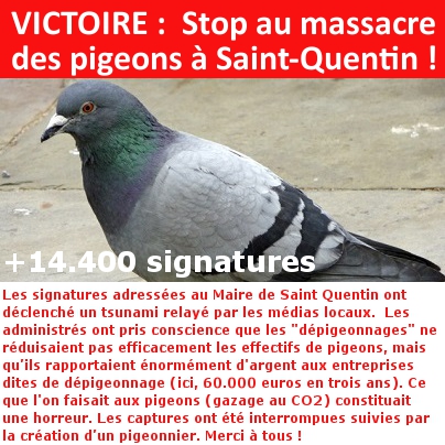 VICTOIRE : Stop au massacre des pigeons à SAINT QUENTIN