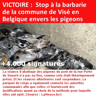 Victoire : Stop à la barbarie de la commune de Visé en Belgique envers les pigeons