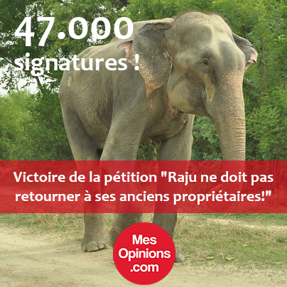 Victoire de la pétition : L'éléphant Raju ne doit pas retourner à ses anciens propriétaires !