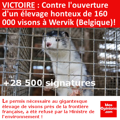 VICTOIRE : Contre l'ouverture d'un élevage honteux de plus de 160 000 visons de femelles et leurs petits à Wervik en Belgique !