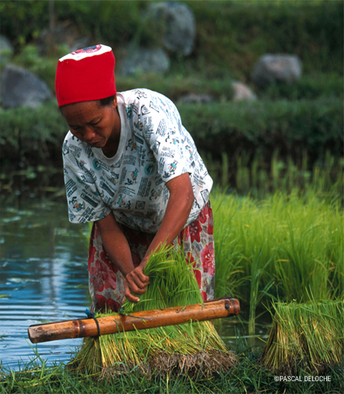 CCFD-Terre Solidaire